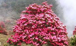 महावुको जैविक विविधता : एउटै रूखमा चार थरी लालीगुराँस