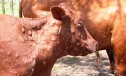 ‘लम्पी स्कीन’बाट पशुचौपाया प्रभावित