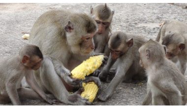 ‘सरकारले बाँदर बचाउने हो कि मानिस ’