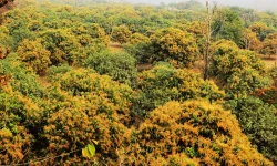 एक करोडभन्दा बढीमा ठेक्का लाग्यो बागवानीको आँप