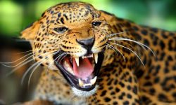 चितुवाले चिथोरेको घाउमा खत त बस्यो, मनबाट डर हटेन