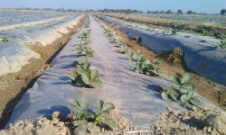 ‘सुकिला’ लाई कृषि अनुदान, निमुखाको पत्ता साफ