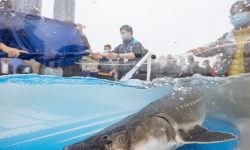 चीन र भियतनामले बेइबु खाडीमा १० करोड माछा छाडे