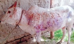 गोठ–गोठमा पशु चिकित्सक र प्राविधिक