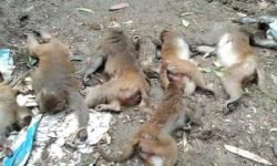 उत्तर प्रदेशमा चालीस बाँदर मृत फेला