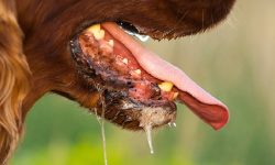 कैलाली कञ्चनपुर रेबिजको जोखिममा