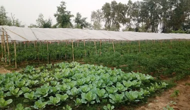 ट्युबेलमार्फत बाह्रै महिना सिँचाइले हराभरा खेतबारी