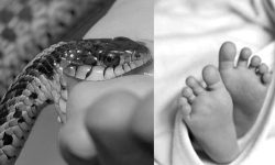 सर्पले डसेर दुई बालकको मृत्यु