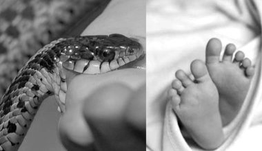 सर्पले डसेर दुई बालकको मृत्यु