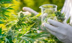 गाँजा खेतीको सम्भाव्यता अध्ययन गरिने