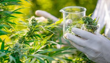 गाँजा खेतीको सम्भाव्यता अध्ययन गरिने