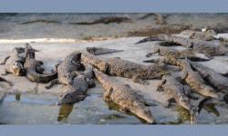 प्रजनन केन्द्रमा थपिए तीन सय घडियाल गोही