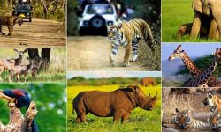 विश्वमा वन्यजन्तुको व्यापार फस्टाउँदो