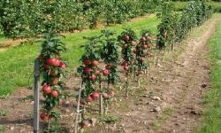 पैँतालिस हजार स्याउका बोटमा ‘टेन्ट क्याटरपिलार’को आक्रमण