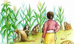 किसानको बाली जोगाउन ‘बाँदर उद्यान’