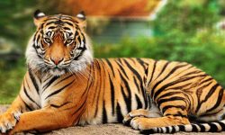 बाघ नियन्त्रणमा लिन हात्तीसहितको प्राविधिक टोली परिचालन