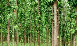 वातावरणमैत्री क्रियाकलापमा सामुदायिक वन