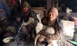 बेमौसमी झरीले भेडा मर्न थाले