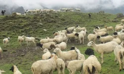 वृद्धको जिम्मामा चौँरी र भेडा