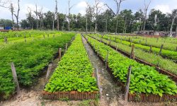 फलफूलका बिरुवा उत्पादनबाट मनग्य आम्दानी