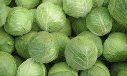 काँकडभिट्टाबाट सत्र करोडको बन्दाकोभी भारत निर्यात