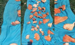 कोसेलीका रुपमा विदेश पुग्छ म्याग्दीको रातो च्याउ