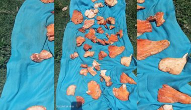 कोसेलीका रुपमा विदेश पुग्छ म्याग्दीको रातो च्याउ