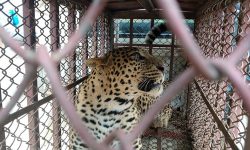 चितुवा नियन्त्रणमा