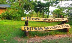 चितवन राष्ट्रिय निकुञ्ज : हालसम्मकै धेरै पर्यटक भित्रिए