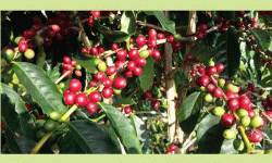 कफी खेतीमा जोड दिँदै खानीखोला