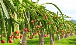 पुतलीबजारमा फस्टाउँदो ‘ड्रागन खेती’