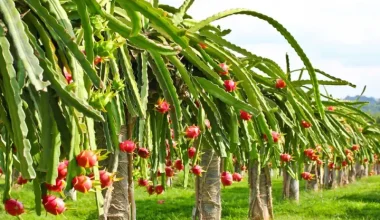 पुतलीबजारमा फस्टाउँदो ‘ड्रागन खेती’