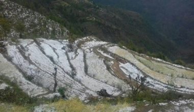 असिनापानीले अन्नबालीमा क्षति