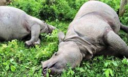 दुई दिनमा दुई गैँडा मृत भेटिए