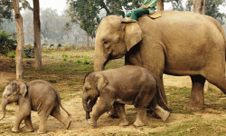 हात्ती प्रजनन् केन्द्रमा ४१ हात्ती जन्मिए