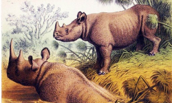 सिकारका कारण गैँडाका सिङ साना हुँदै