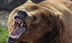 तनहुँमा भालुको आक्रमणबाट एकजना घाइते