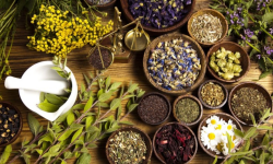 दहमा जडीबुटी सङ्कलन केन्द्र स्थापना