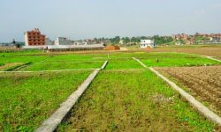 फुकुवा भयो जग्गाको कित्ताकाट