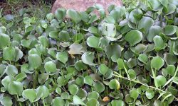 जलकुम्भीले सुक्दै ताल