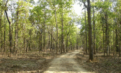 वन अतिक्रमणले कम्दी जैविक मार्ग संकटमा पर्दै