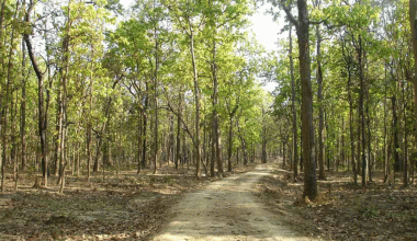 वन अतिक्रमणले कम्दी जैविक मार्ग संकटमा पर्दै