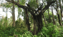 बेवास्ताको सिकार जलथल वन