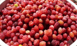 काफल बेचेर दैनिक दुई हजार आम्दानी