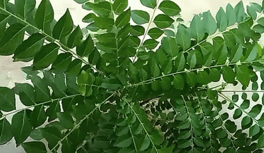 अपहेलित करी पत्ता