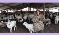 सहरभन्दा भेडीगोठ नै प्यारो