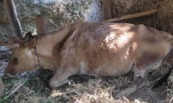 लम्पी स्किनले भक्तपुरमा पाँच सय ८६ पशु मरे, चाँगुनारायण सबैभन्दा धेरै प्रभावित