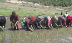 मार्सी धानको रोपाइँ