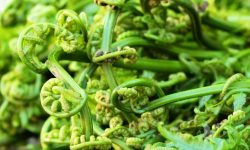 गुल्मीको निहुरो बुटवलदेखि काठमाडौंसम्म