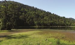 निस्कोट बराह तालको जैविक विविधता नासिँदै